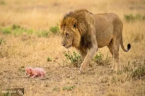 مستند حیات وحش؛ شیر بچه بز تازه متولد شده و به فرزندی پذیرفت و کلی هم لیس زد