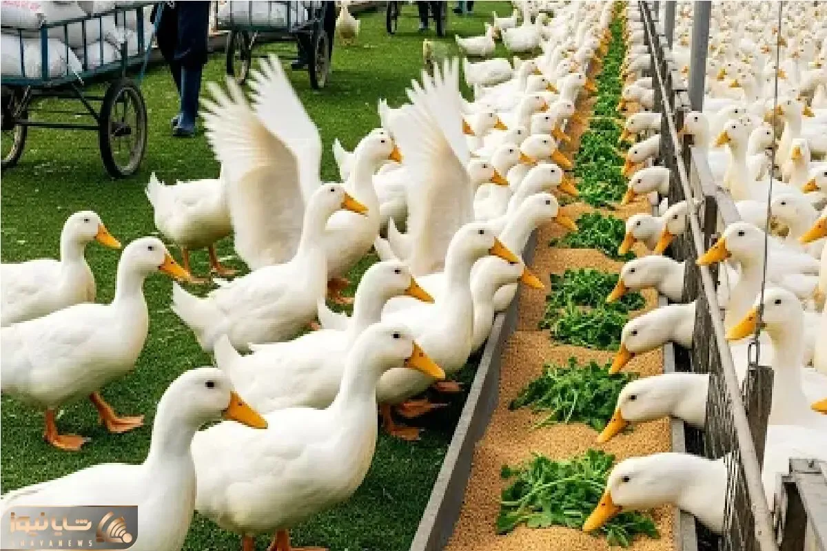 فرآوری اردک؛ جوجه اردکارو فربه و صیقلی میکنن که درسته سیخ بکشن بریون میل کنن