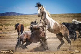 مستند حیات وحش؛ اسب های وحشی برای جلب توجه مادیان بلوا بپا کردن