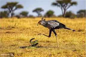 شاهکار حیات وحش؛ مار ندانست پرنده رزمی کار است خوراک شد