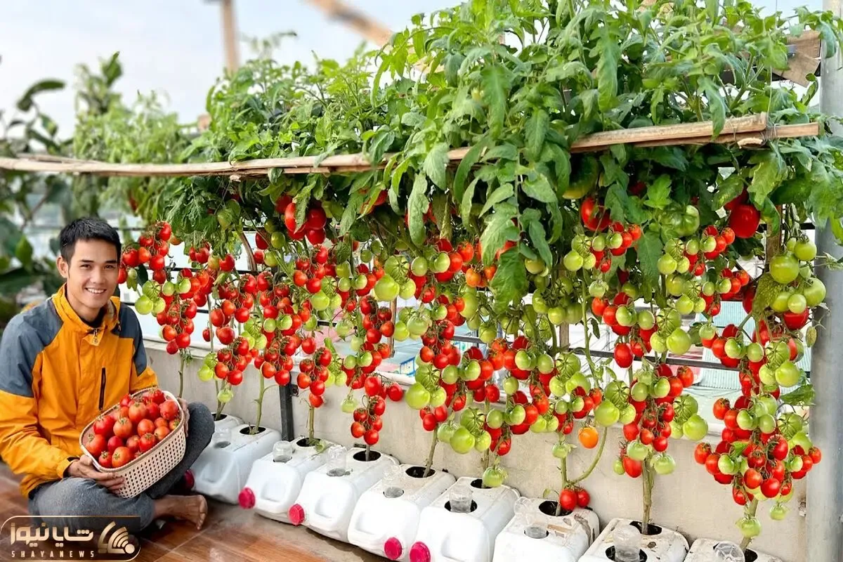 کاشت و برداشت خانگی؛ اگه باغچه نداری تو تراس هم با چنتا دبه میشه گوجه فرنگی کاشت