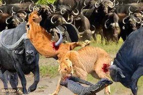 صحنه دهشتناک؛ شیر زمخت بعد حمله به بوفالوها توسط رئیسشون دریده شد کفتار خوردش