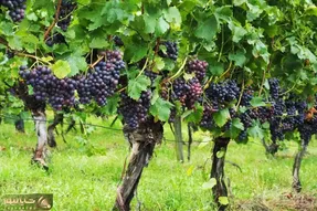 کاشت و برداشت خانگی؛ چجوری درخت انگور رو هرس کنیم؟ بیا بگم کدوم شاخه هارو باید بزنی؟