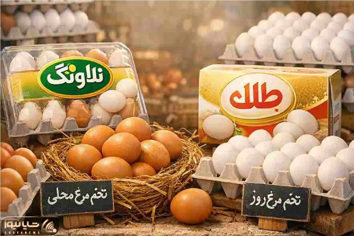 قیمت تخم مرغ امروز دوشنبه 21 اردیبهشت 1405 + جدول