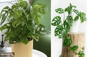 ترفندای نگهداری پتوس؛ از نحوه آبیاری تا نور و خاک مناسب واسه این قلب قلبی خوشگل