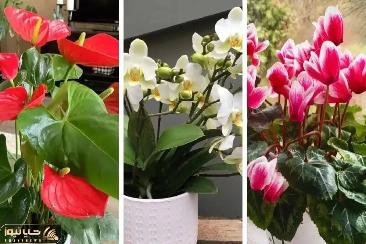 گیاهانی که محبت به خونه میارن / سردی روابط رو با اعضای خانواده تو خونه با اینا گرم کن