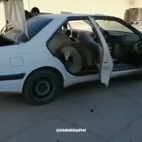 (ویدیو) حمل 16 گوسفند با یک پژو پارس