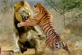 مستند حیات وحش؛ جدال ببر و شیر برای اثبات پادشاهی