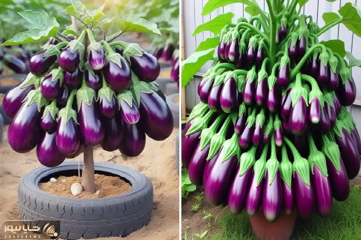کشاورزی نوین؛ با خمیر دندون بادمجون پیوند زدن بدون تخم هر دونه اش دو کیلو دلمه ای