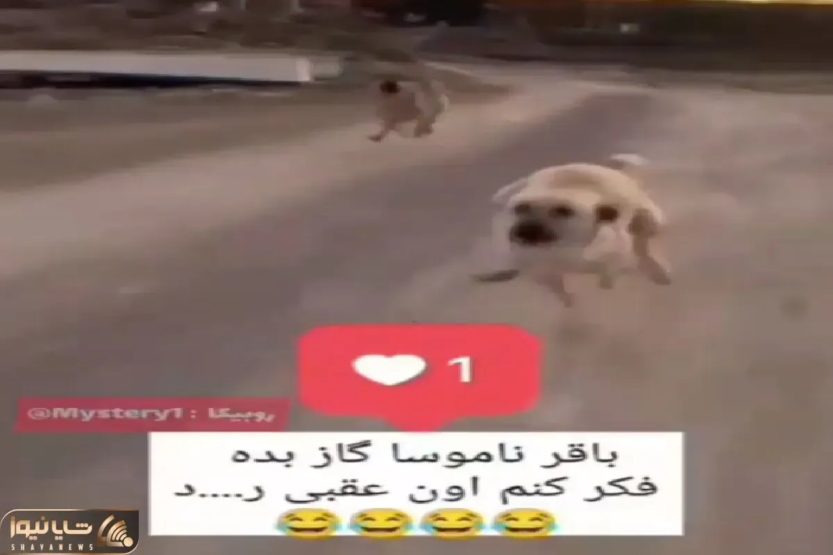 آواز شاد؛ بندگان خدا روی موتورن سگ افتاده دنبالشون ترس جون خواننده شون کرد میترکی