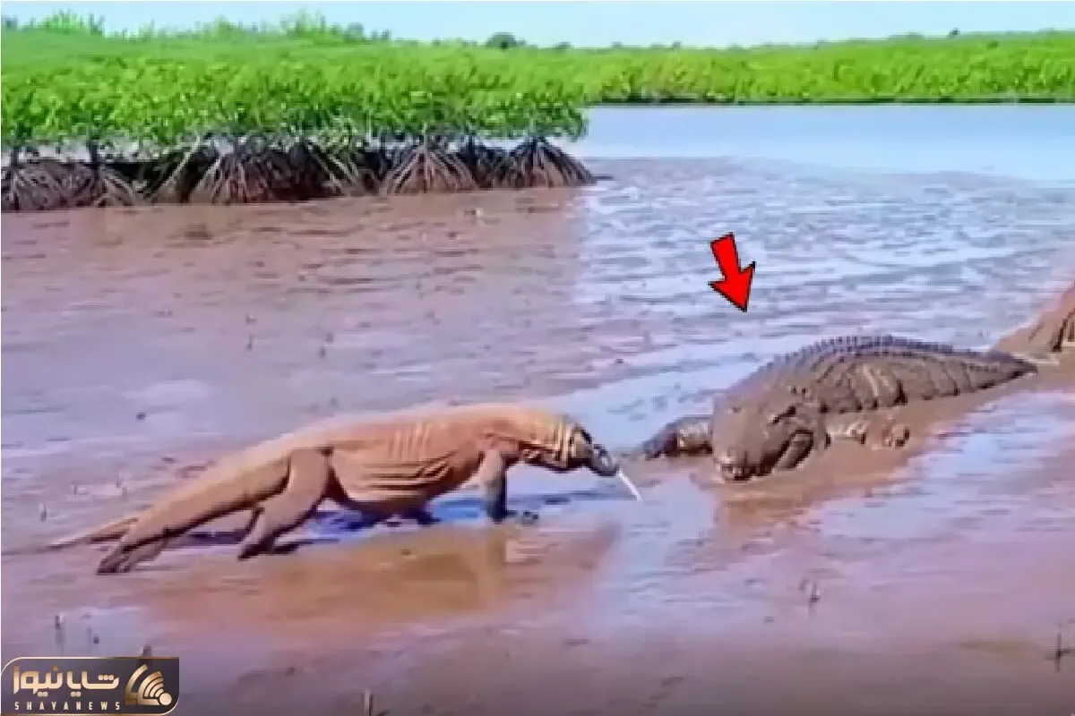 مستند حیات وحش؛ تمساح مرگ کومودوعه