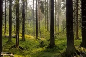 بازی فکری؛ ورژن چشم عقابیتو میخوای به همه نشون بدی قورباغه گم شده تو جنگل رو پیدا کن