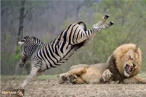 مستند حیات وحش؛ خر سیاه سفید شیر رو تحقیر کرد