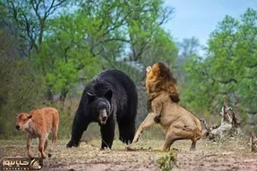 از جذابیت های حیات وحش؛ وقتی گنده گریزلی واسه جان بچه اش با شیر سر شاخ میشه