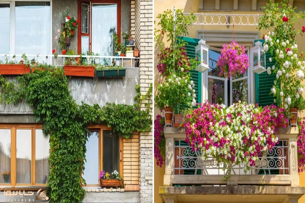 گلهای رونده و زیبا مناسب برا بالکن کوچک / به اینا باشه تا آسمون میرن روی خدا رو ببوسن