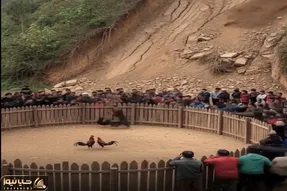 معماری طبیعت؛ آه خروس هایی که انداختن با هم بجنگن دامن گیر شد