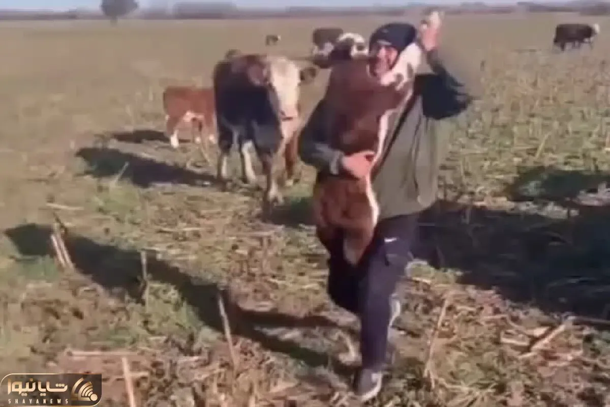 آواز شاد؛ پیرمرد چوپان گوساله رو بغل گرفته و با آهنگ دستتو بده به دستم تانگو میرقصه