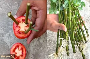 کشاورزی خلاقانه؛ چجوری گل رز رو تکثیر کنیم؟ با گوجه قلمه بزنش عالی میشه