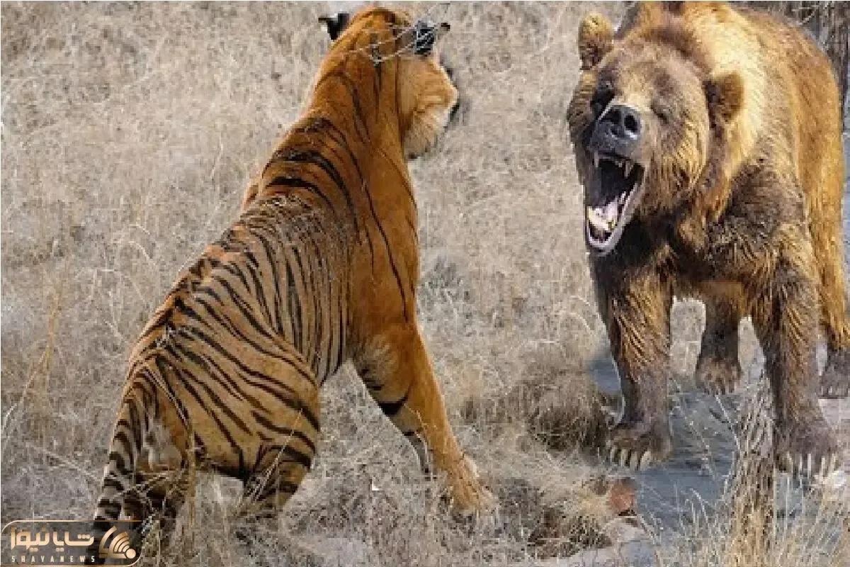مستند حیات وحش؛ گرد و خاک ببر و خرس برای بلع دیگری
