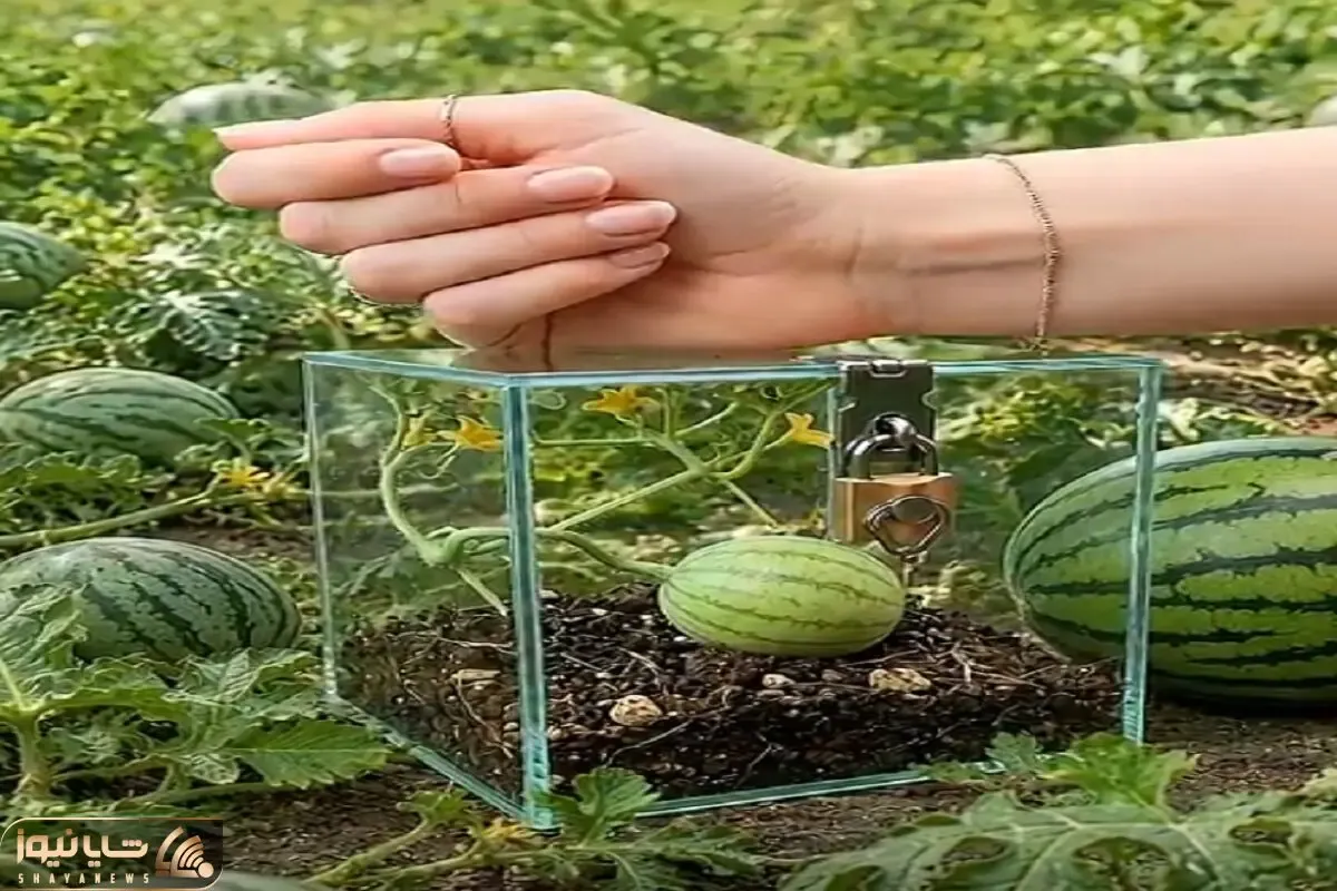 کشاورزی نوین؛ هندونه قد نخود رو انداخت تو مکعب شیشه ای درشو قفل زد هندونه مربعی شد