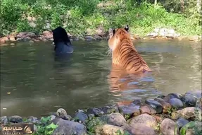 مستند حیات وحش؛ شنای دسته جمعی ببر؛ پلنگ و جگوار
