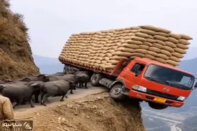 معماری طبیعت؛ گاو بودن این شکلیه