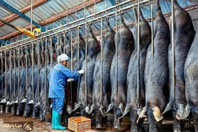 فرآوری خوک؛ خوک سیاه کریه نیم میکنن یه طرفش استیک و بیکن طرف دیگش گوشت خشک