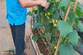 کاشت و برداشت خانگی؛ واسه باغچه نداشتن غصه نخور با تخته و گونی این باغچه رو بساز