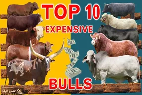 حیوانات پر قیمت؛ ببینید 10 تا از گران ترین گاوهای نر که میلیاردی تو حراج فروخته شدن