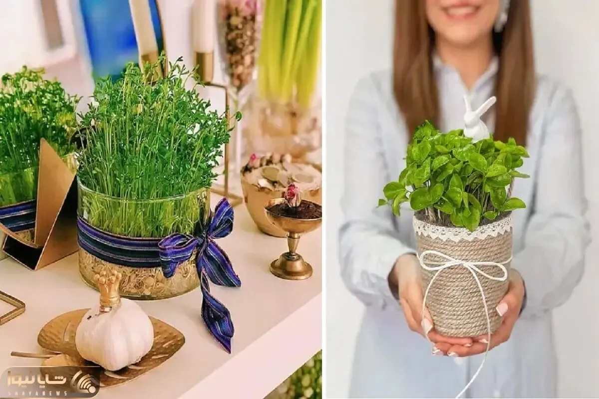 سریع الرشدترین سبزه ها برا عید تو 5 روز؛ اینا دیقه نودی هستن و از سبزه گندمم خوشگلترن