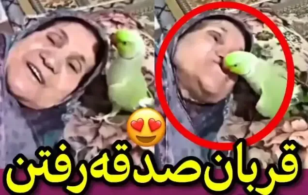 قربون صدقه رفتن و ابراز محبت طوطی به مادربزرگ!