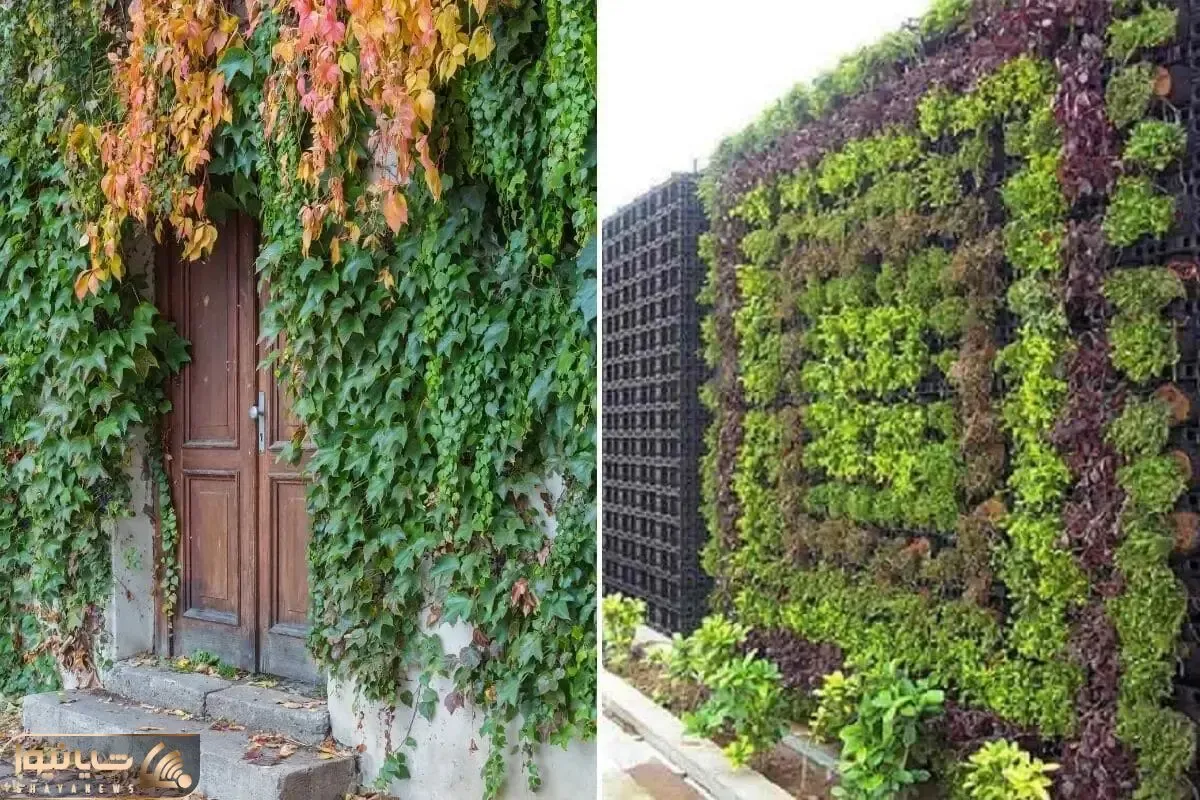 گیاهان مناسب دیوار سبز بیرونی / همیشه سبز حتی در زمستان و سازگار با آب و هوای ایران