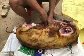 کباب سگ؛ سگ ولگرد زیادی واق واق میکرد دستو پاشو شکوندن شکمشو خالی و بریونی کردنش
