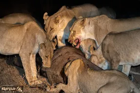 دنیای پستانداران؛ لحظاتی پر بازدید از تقابل شیر و بوفالو در حیات وحش
