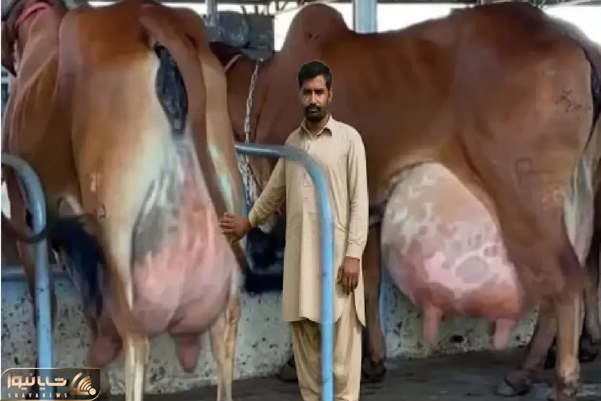 گاوهای باورنکردنی؛ گاو از بس شیرش زیاده موقع راه رفتن الان که ملق بشه