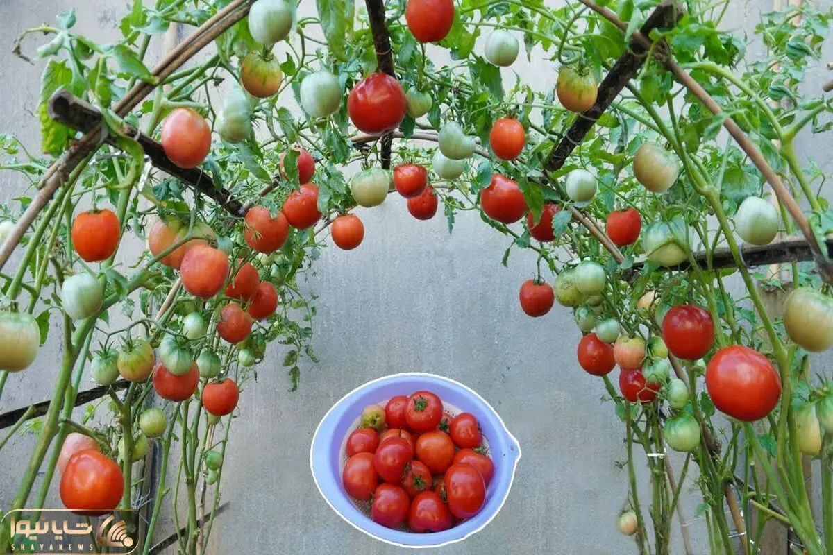 کاشت و برداشت خانگی؛ برای کاشت گوجه داربست بزن تضمینی بعد سه ماه یه خروار محصول میده