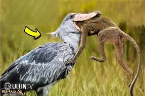 بدایع حیات وحش / حملات جسورانه پرندگان دهان گشاد به دیگر حیوانات برای بقا