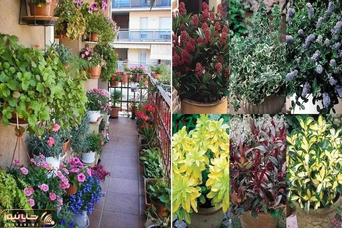 گیاهان آپارتمانی همیشه سبز برا بالکن / با دوام در برابر سرما و گرما در همه ی ایام سال