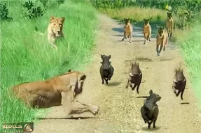 مستند حیات وحش؛ گراز با فرار از شیر معجزه کرد