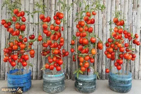 کاشت و برداشت خانگی؛ این آقا تو بطری های آب معدنی گوجه فرنگی کاشته یه خروار محصول داده