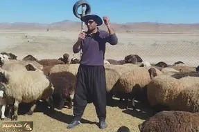 آواز شاد؛ آقاچوپان برای افزایش روحیه گوسفندها بینشون میخونه و کنسرت گذاشته هاج و واجن