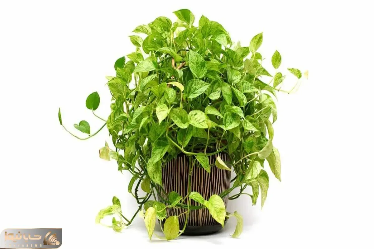 کاشت و برداشت خانگی؛ 5 نکته طلایی راجع به پتوس برای اینکه حسابی شاداب باشه