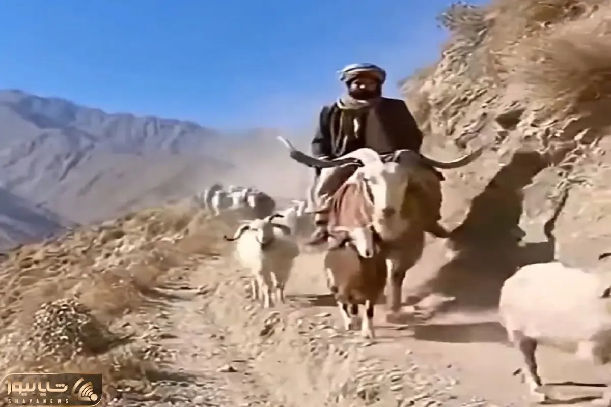معماری طبیعت؛ وای نمیتونم جلوی خنده امو بگیرم چوپان چه فیتیله شد
