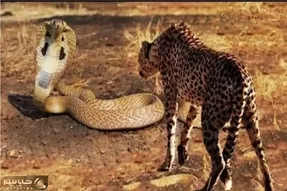 مستند حیات وحش؛ برای مار جثه ملاک نیست هرکی رو بخواد مبیزنه