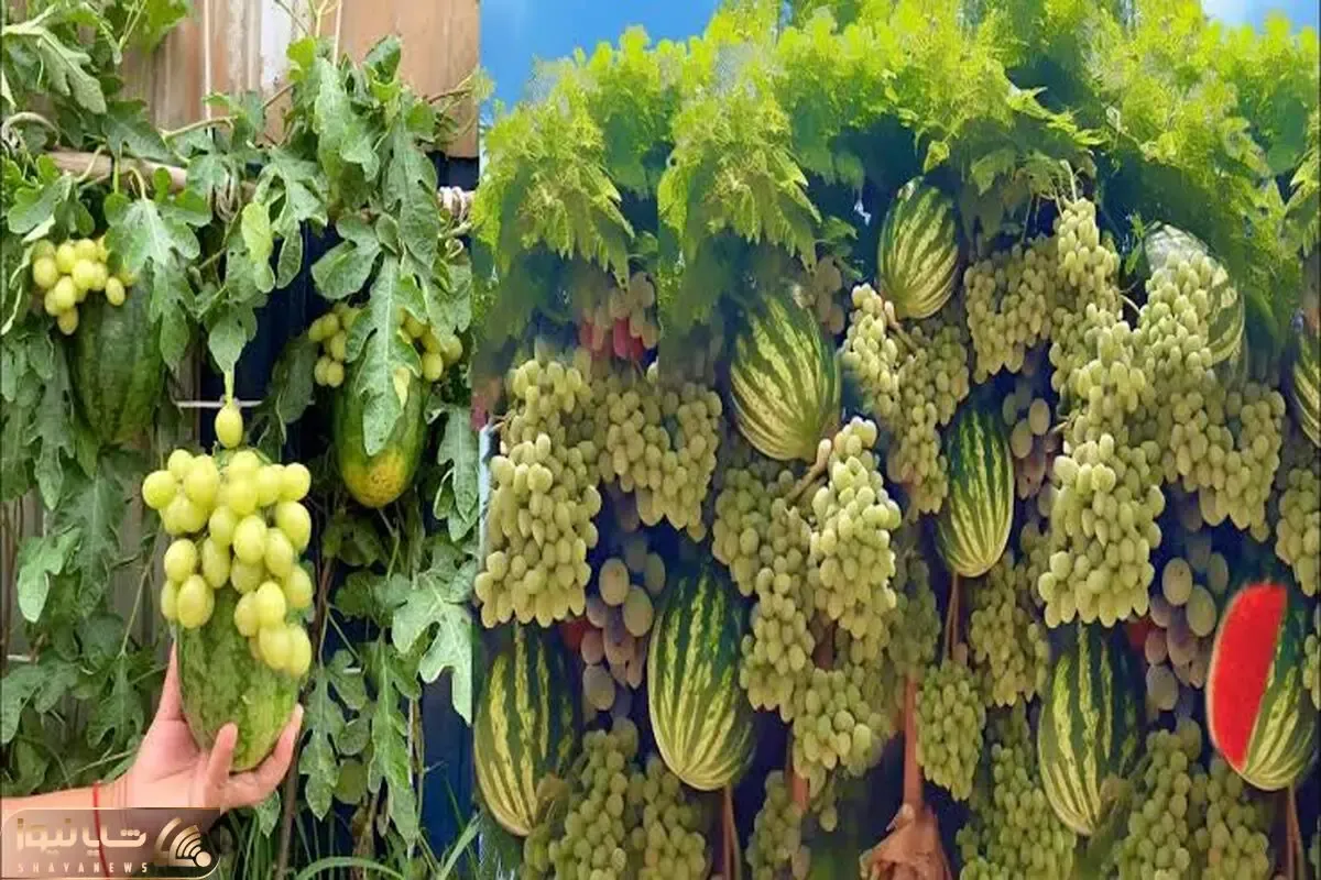 کشاورزی نوین؛ انگور رو روی هندوانه پیوند زدن هندونه ای دراومد که خوشه انگور آویزونش