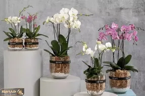 کاشت و برداشت خانگی؛ ترفند های نگهداری از گل ارکیده در منزل / نکات مهم آبیاری