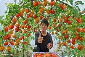 کشاورزی خلاقانه؛ میخوای گوجه فرنگی بکاری روی زمین نکار داربست بزن عالی میشه