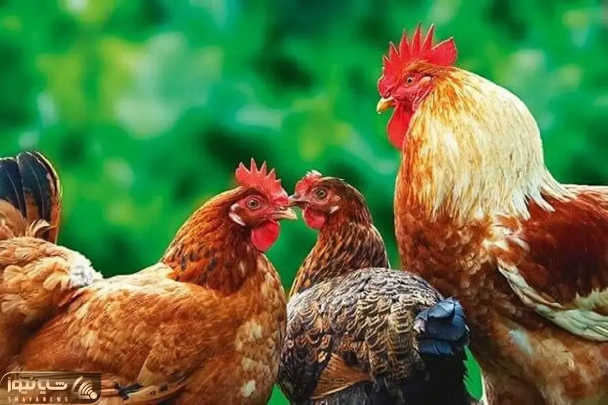 دامداری نوین؛ خروس با این حرکت خودش رو تبدیل به نام و خاطره کرد مرغا هم بیوه شدن