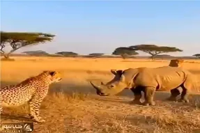 مستند حیات وحش؛ پلنگ و کرگدن چشم تو چشم بودن شیر به چخ رفت