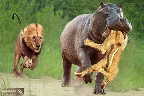 صحنه دهشتناک؛ شیر ددمنش به گله اسب آبی حمله کرد اونا سر شو از جا کند فرار کرد